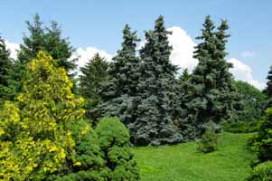  Киевский ботанический сад Аадамии Наук Украины