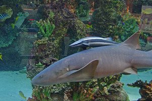 акула ТЦ OceanPlaza