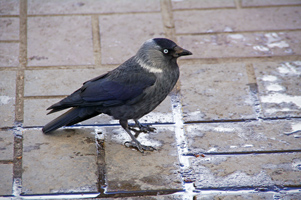  Corvus monedula