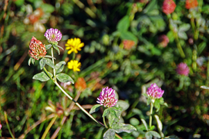 Trifolium (фото 2017р.)