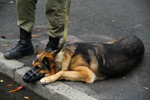  Киев, собака-підривник у заслоні національної гвардії та поліції  на вул. Грушевського 17 октября 2017г.