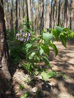 Solanum  (фото 2018р.)