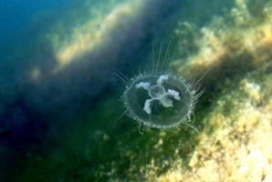  Craspedacusta sowerbii - прісноводна медуза