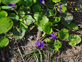 Viola reichenbachiana