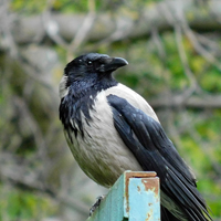   Corvus cornix
