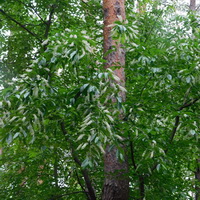 Черемха (Prunus padus), Київ, 2021