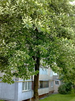 Черемха (Prunus padus), Київ, 2021