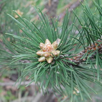 Pinus 