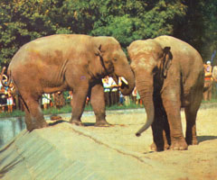 Киевский зоопарк 1970-х