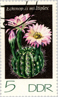  Echinopsis