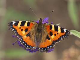 Сонцевик кропив'яний (Aglais urticae) 