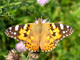 Vanessa cardui