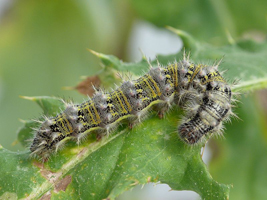 Vanessa cardui