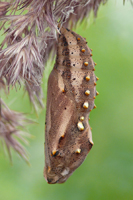 Vanessa cardui