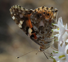 Vanessa cardui