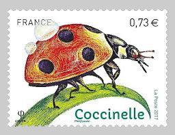 Coccinellidae